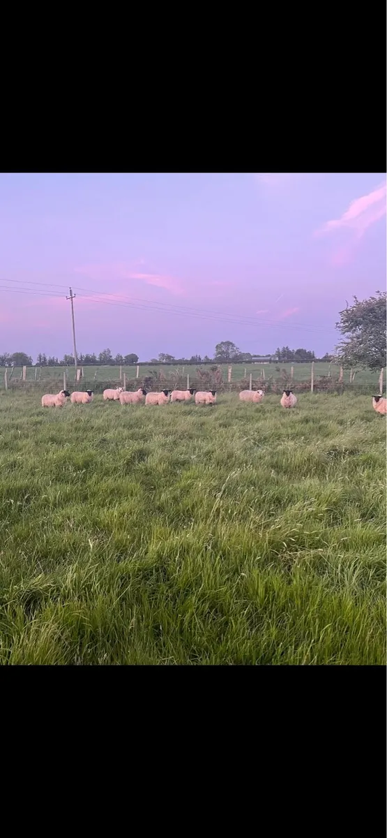 Sheep grazing wanted