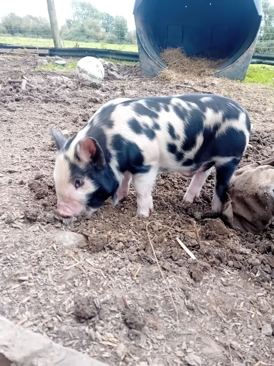 Kune Kune Piglets - Image 2