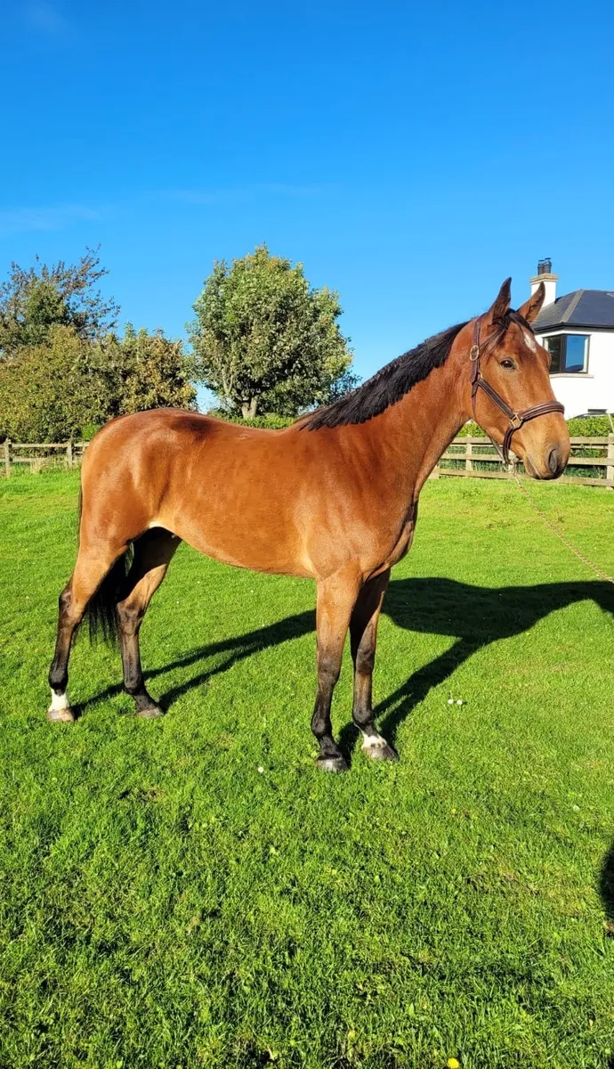 Talented 3yo Gelding - Image 1