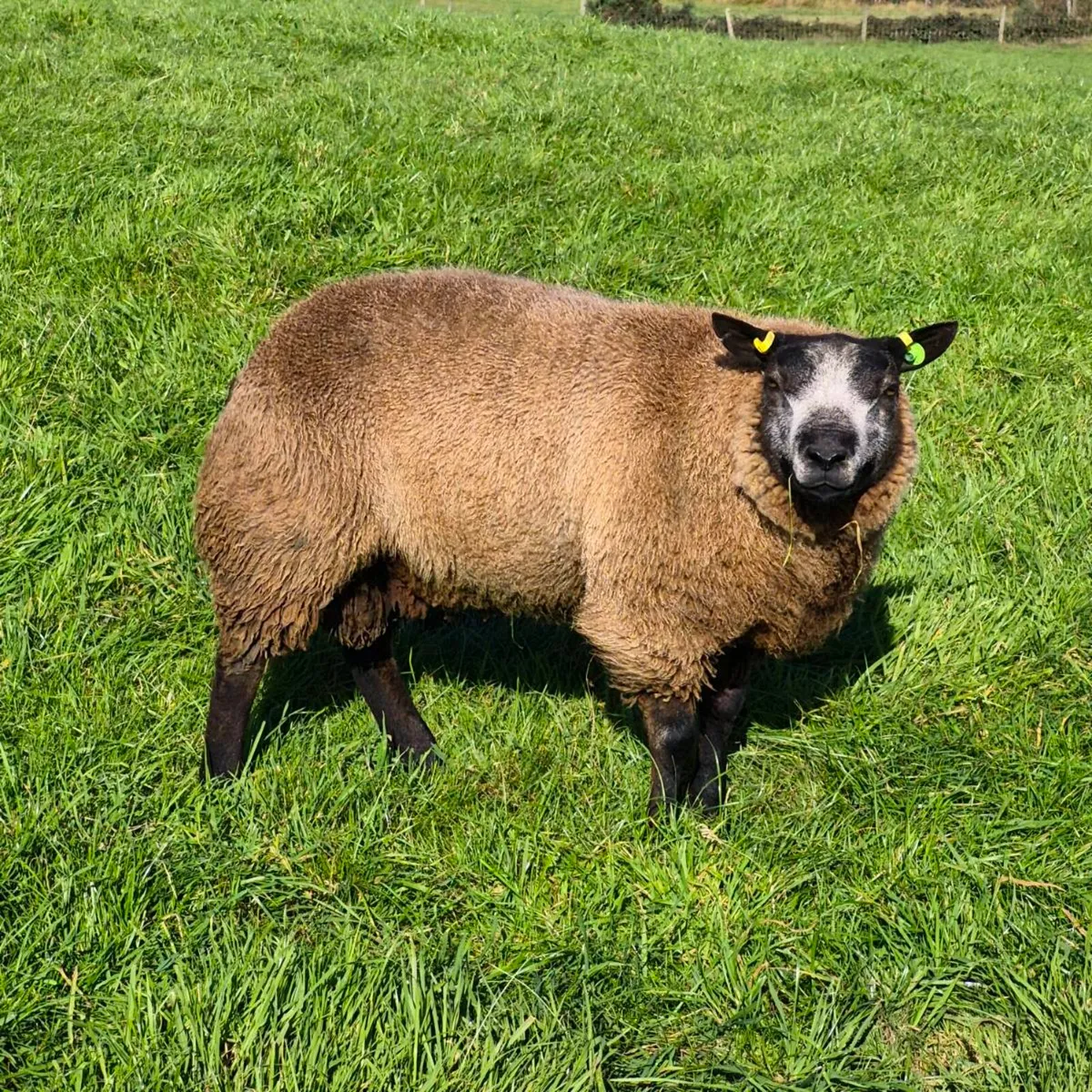 Pb registered Texel ewes and rams - Image 1