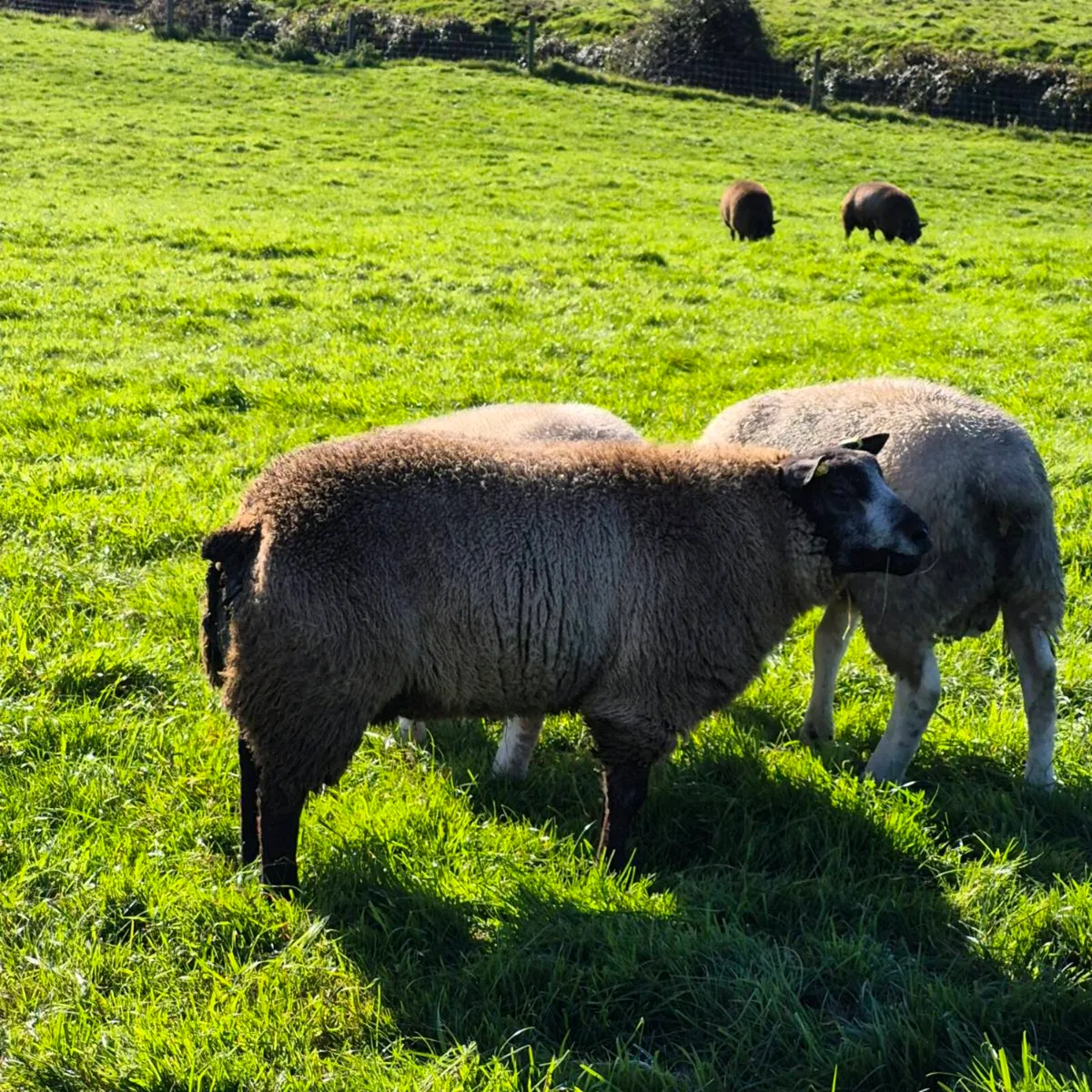 Pb registered Texel ewes and rams - Image 2
