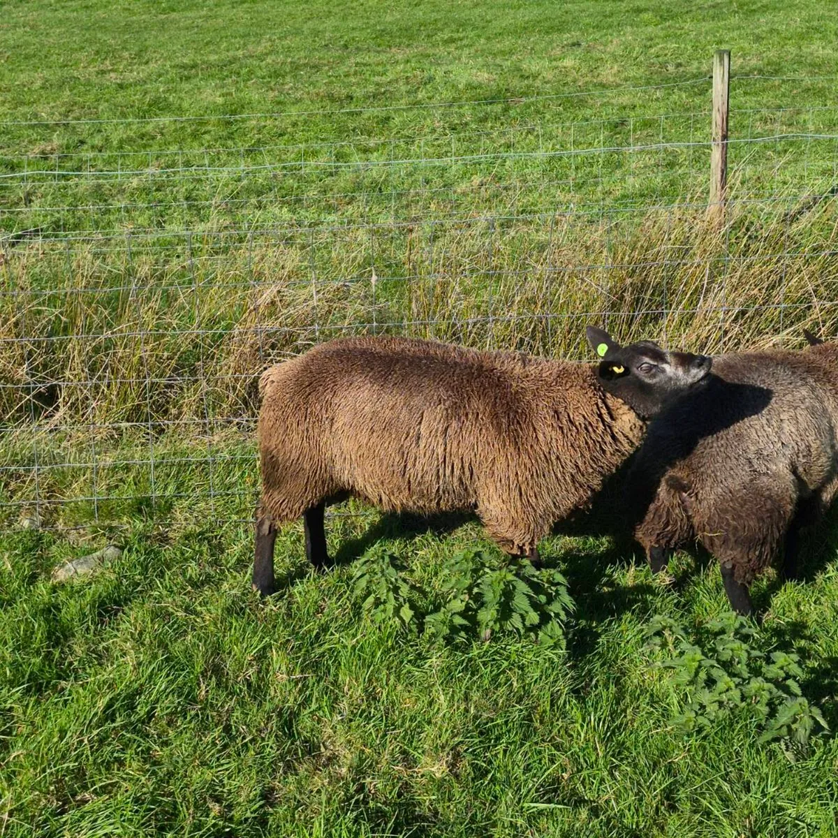 Pb registered Texel ewes and rams - Image 3