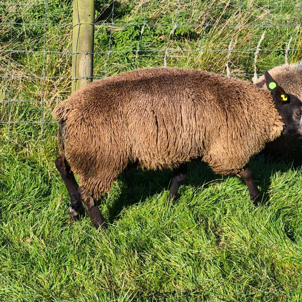 Pb registered Texel ewes and rams - Image 4