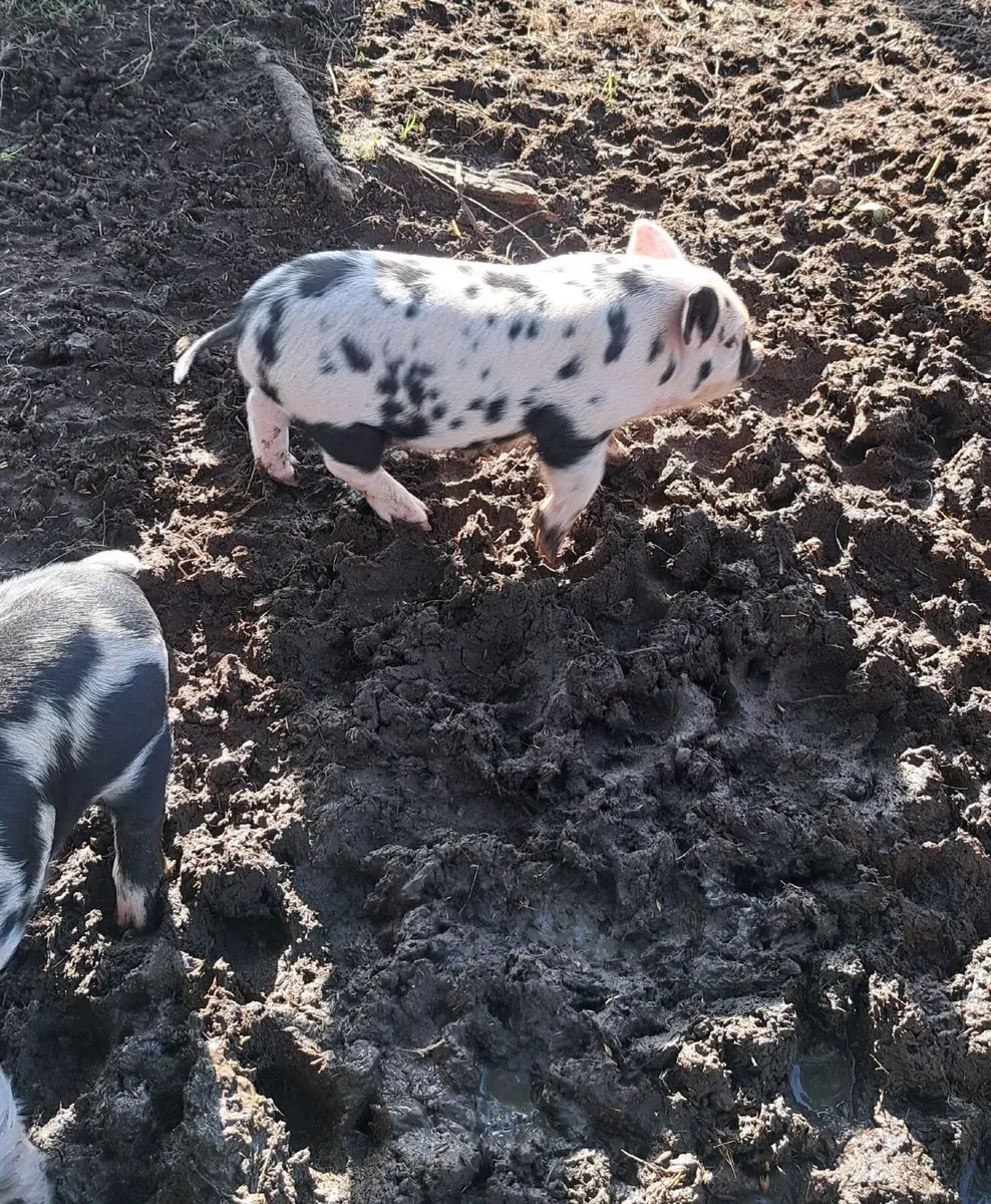 Kune Kune Piglets - Image 4