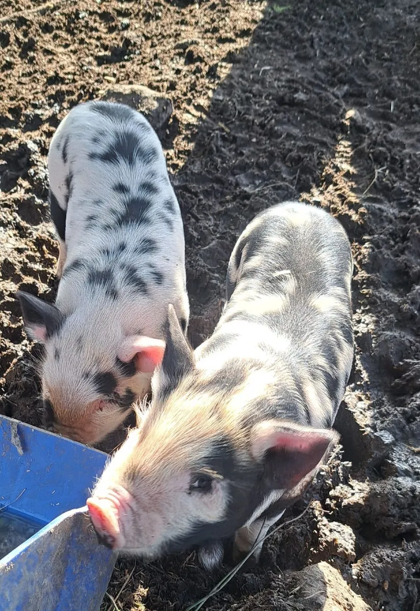 Kune Kune Piglets - Image 3