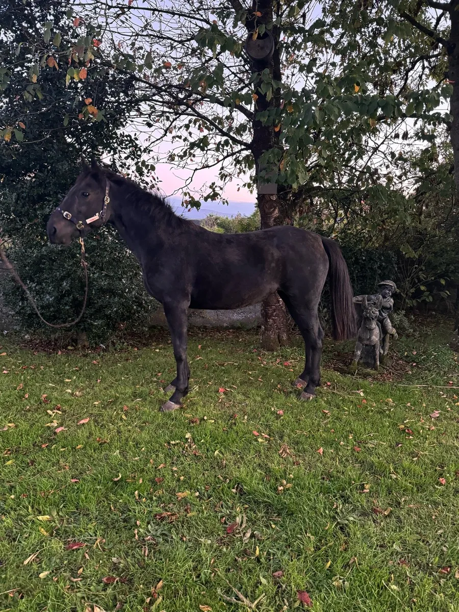 15hh Mare - Image 2