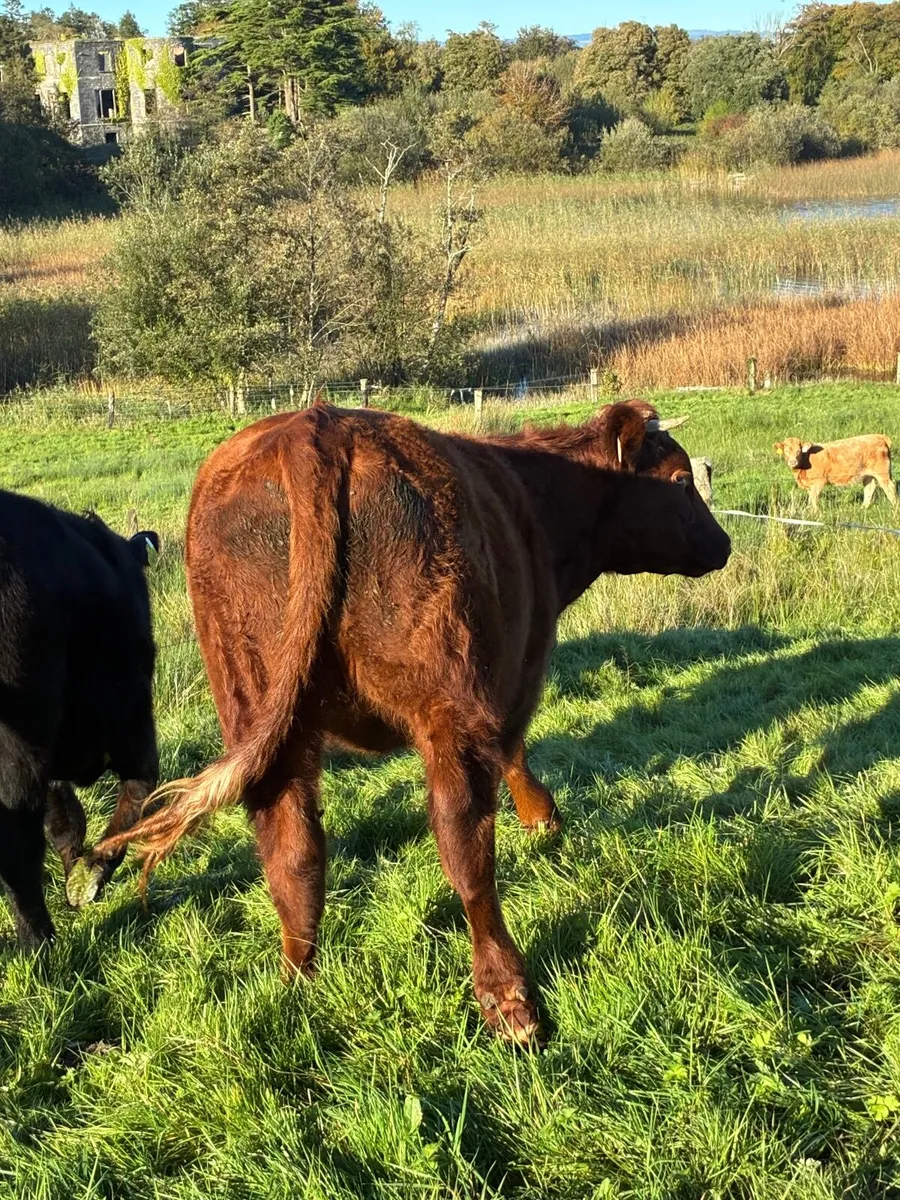 Heifers - Image 1