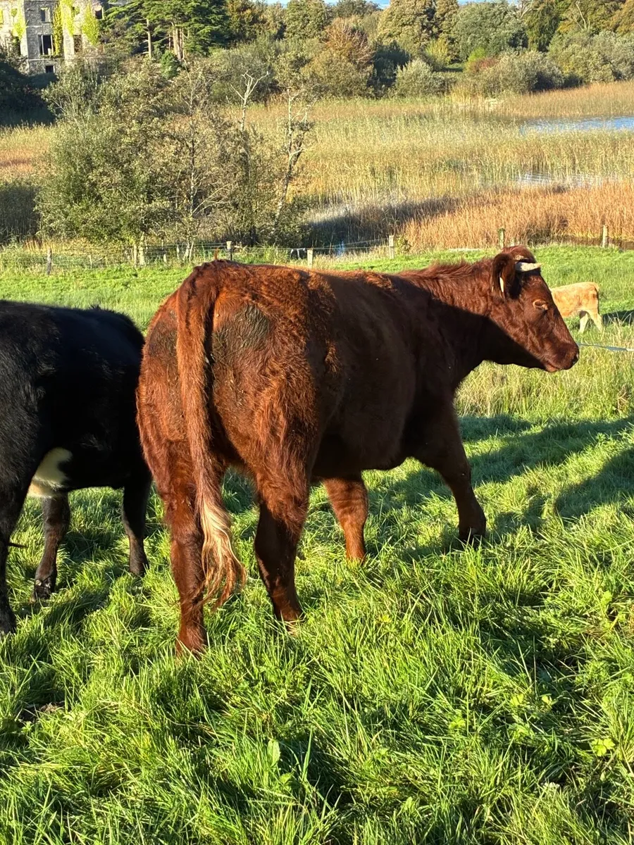 Heifers - Image 3