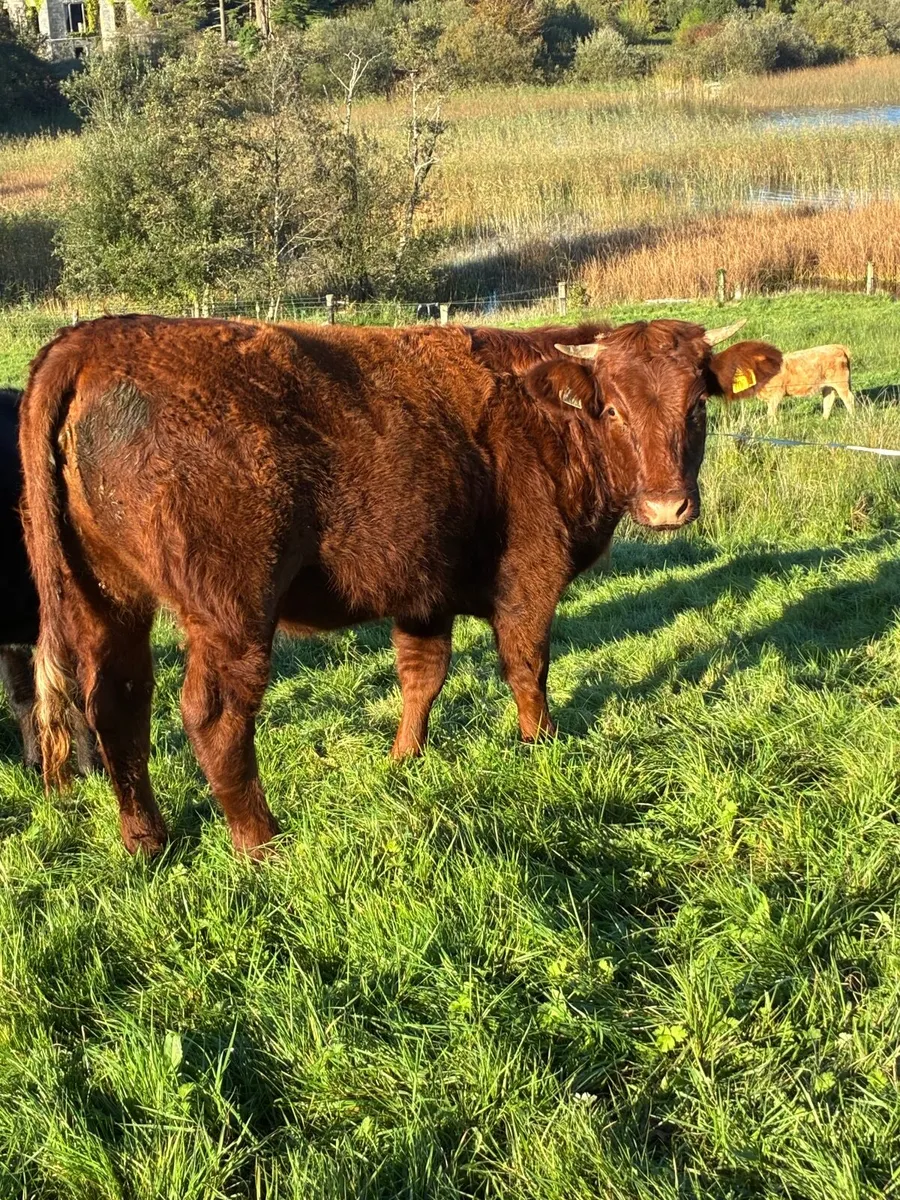 Heifers - Image 4