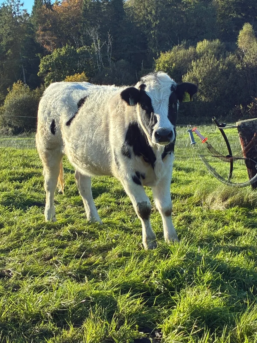 Heifers - Image 2
