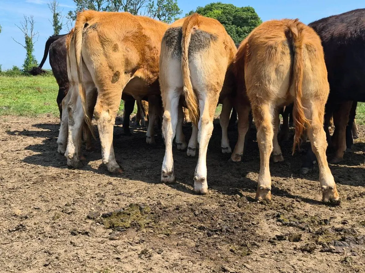 10 Super Quality Limousin Heifers - Image 1