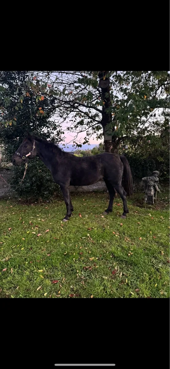 15hh Mare - Image 3