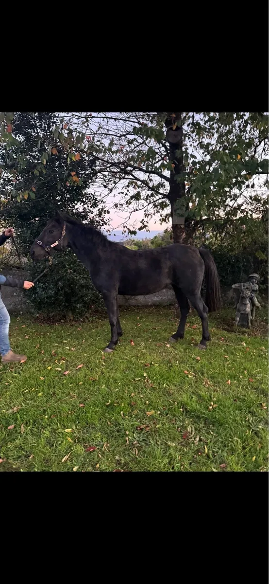15hh Mare - Image 4