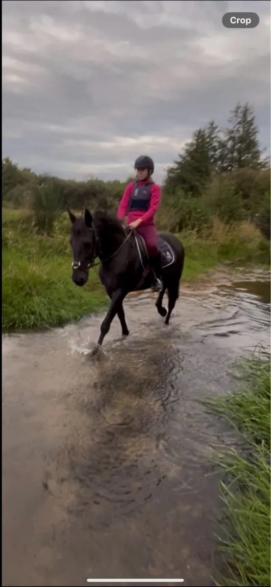15hh Mare - Image 1