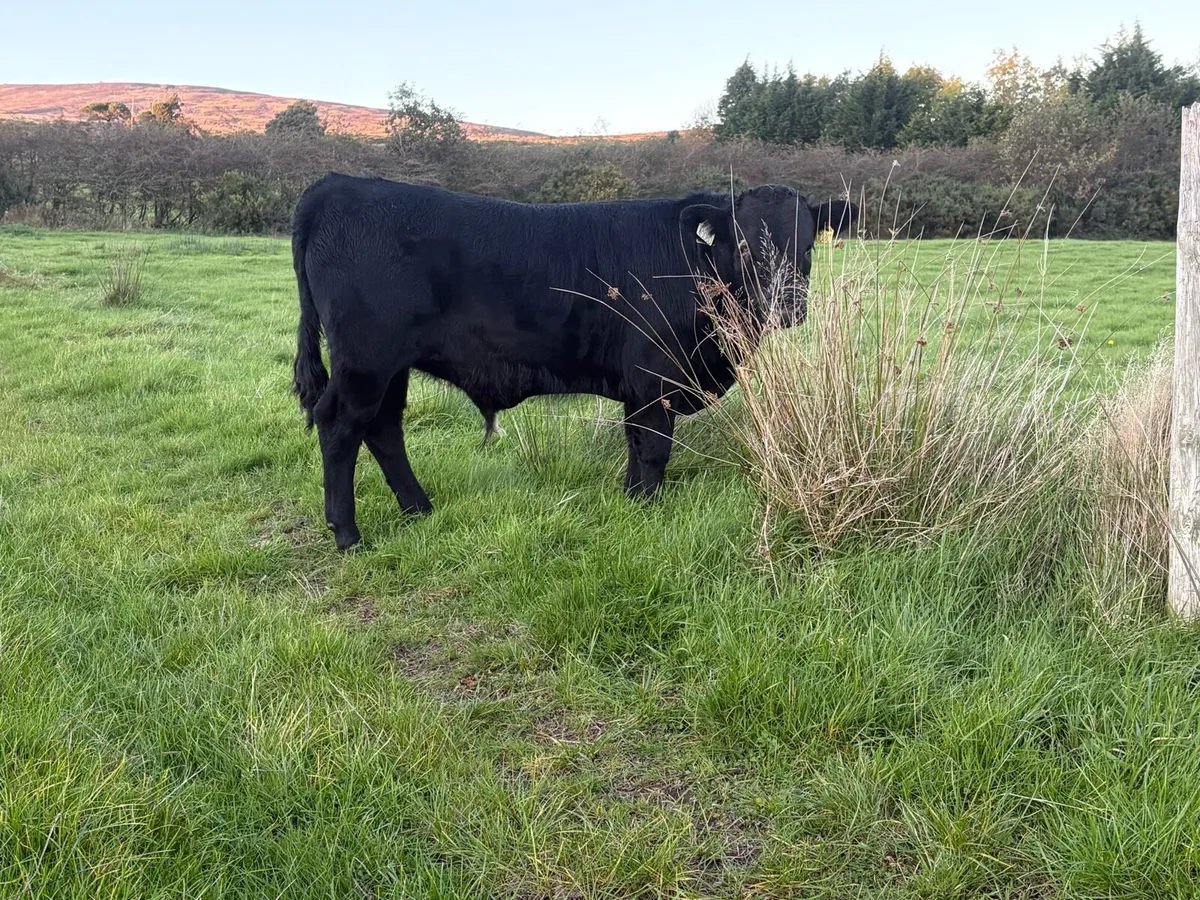 Dexter Bull Calf - Image 3