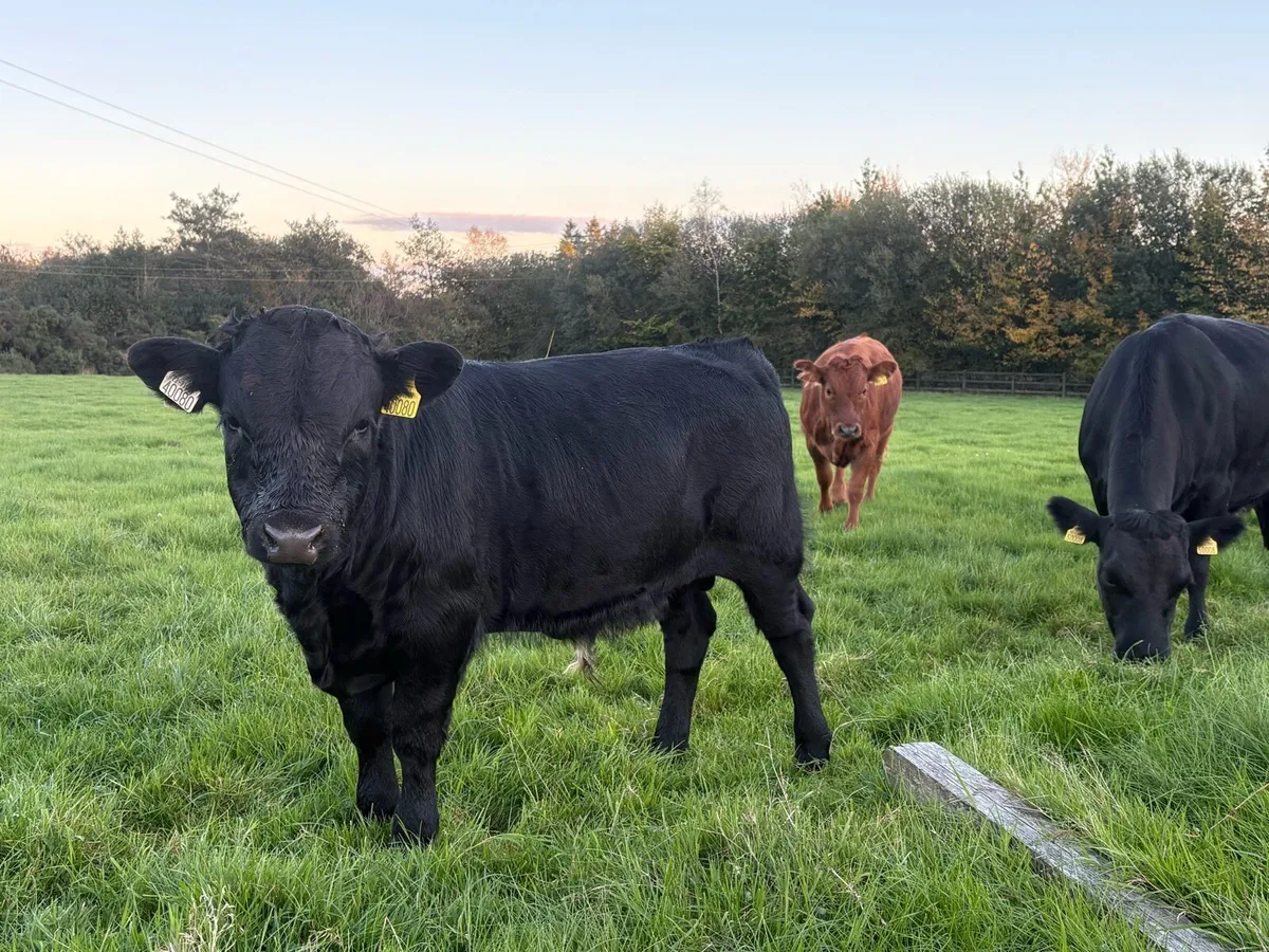 Dexter Bull Calf - Image 1