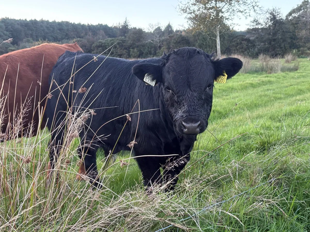 Dexter Bull Calf - Image 2