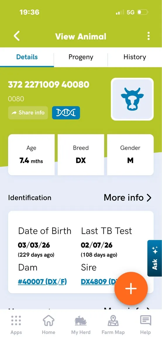 Dexter Bull Calf - Image 4