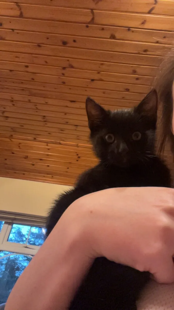 Kittens - Image 3