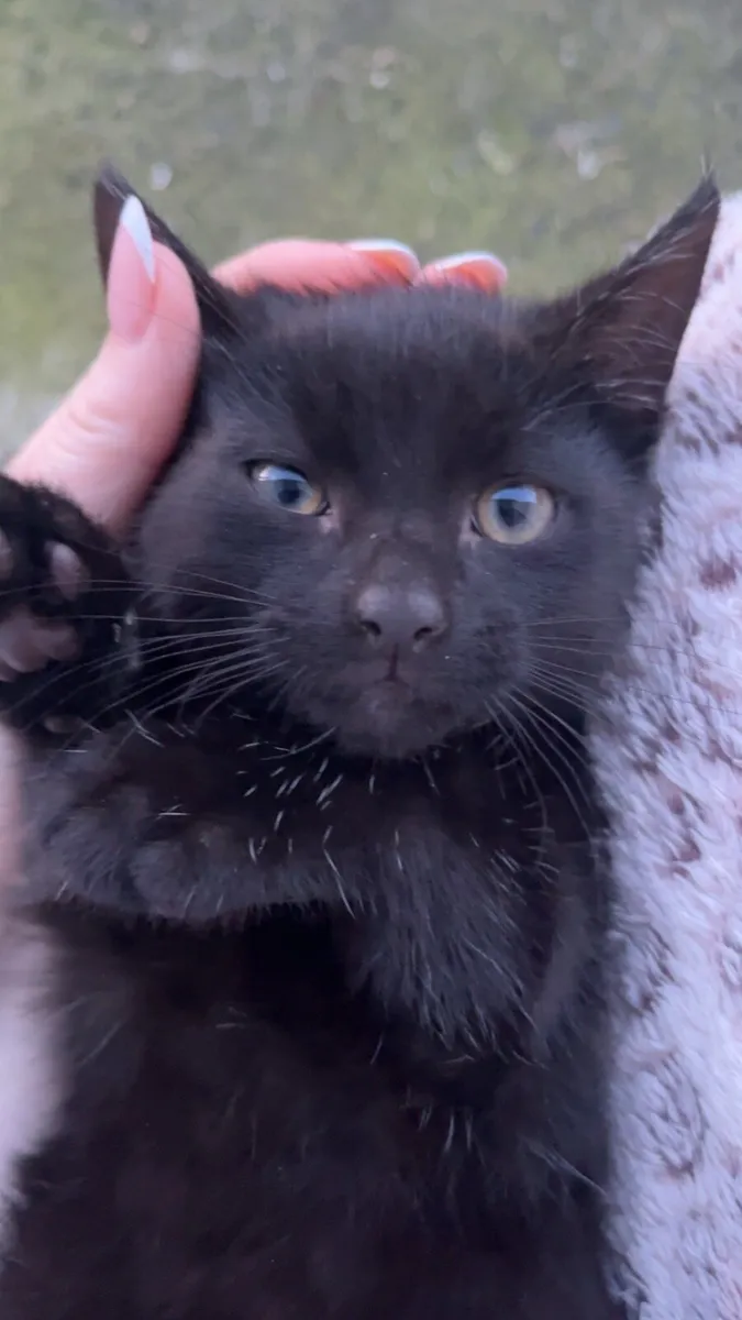 Kittens - Image 4