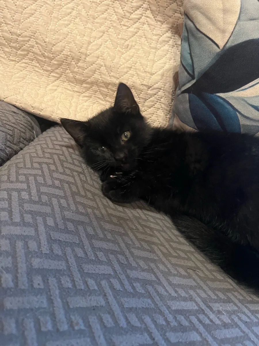 Kittens - Image 1