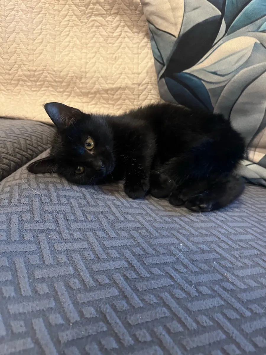 Kittens - Image 2