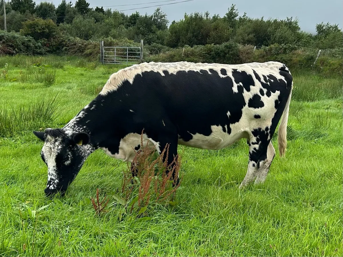PBR Droimeann Cattle for sale in Kerry for €1,234 on DoneDeal