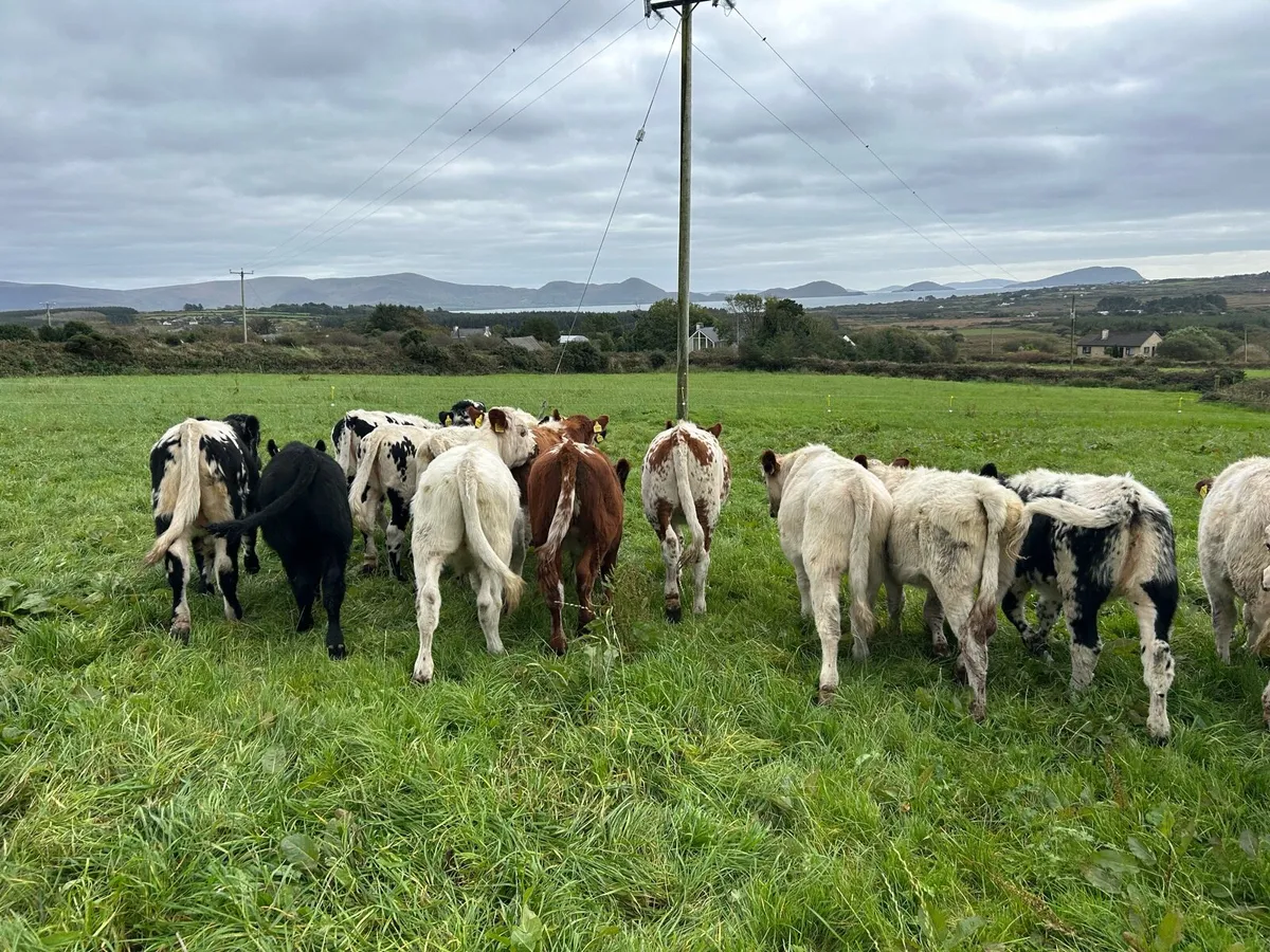 PBR Droimeann Cattle for sale in Kerry for €1,234 on DoneDeal