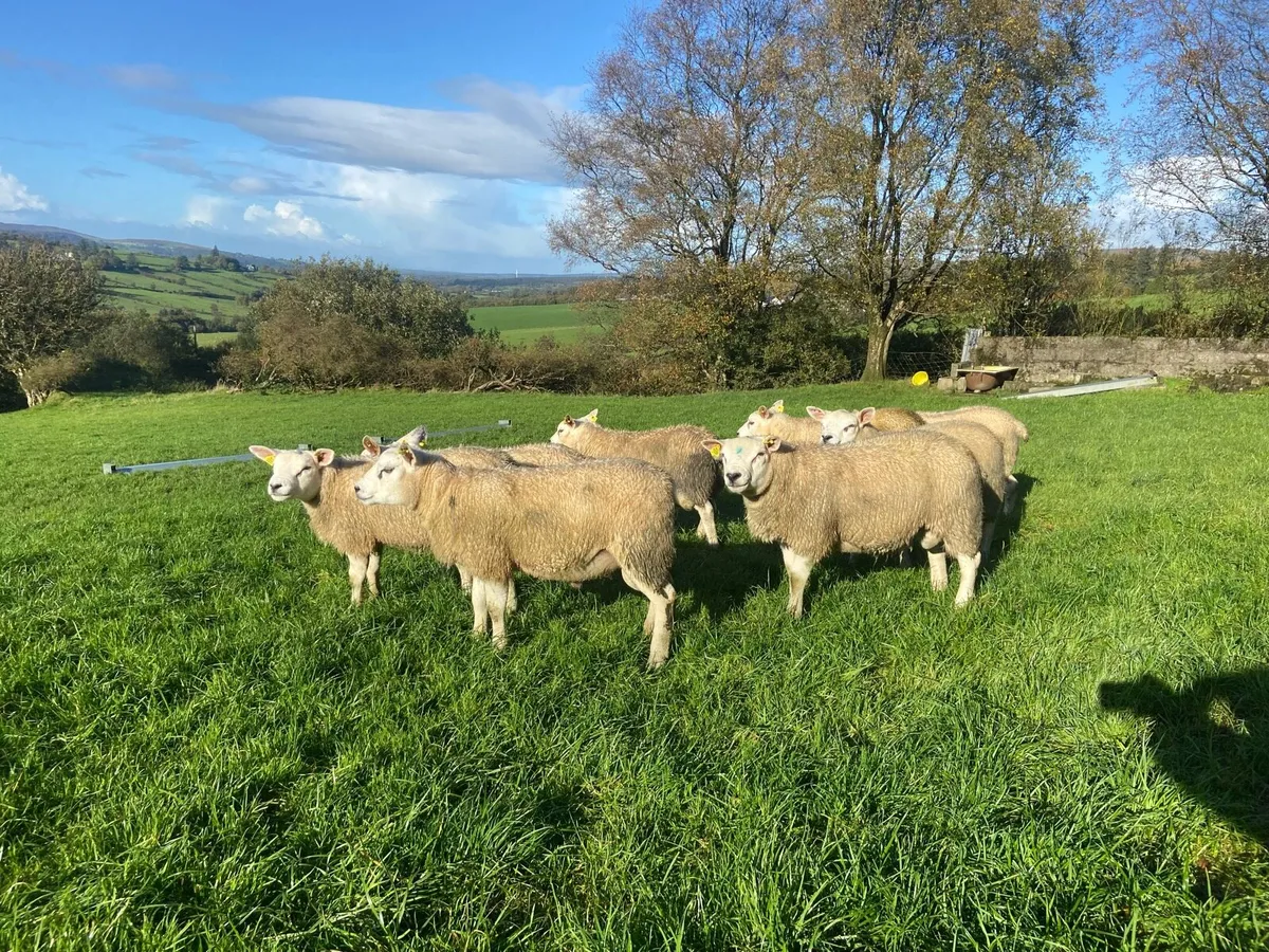 Texel, CharTex and SuffTex Rams - Image 2