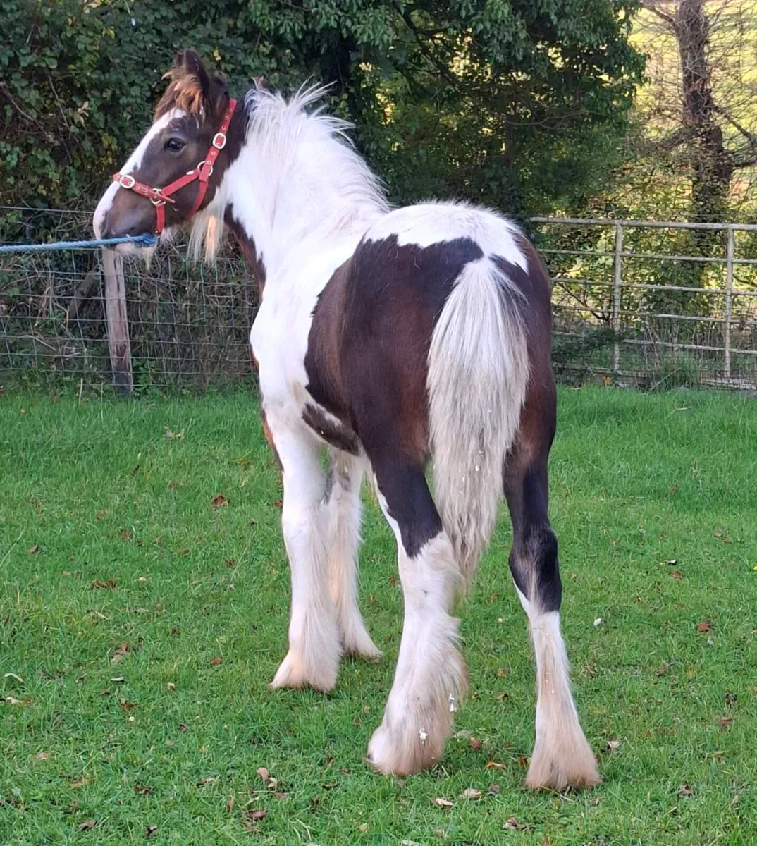 Cob Colt Foal - Image 1