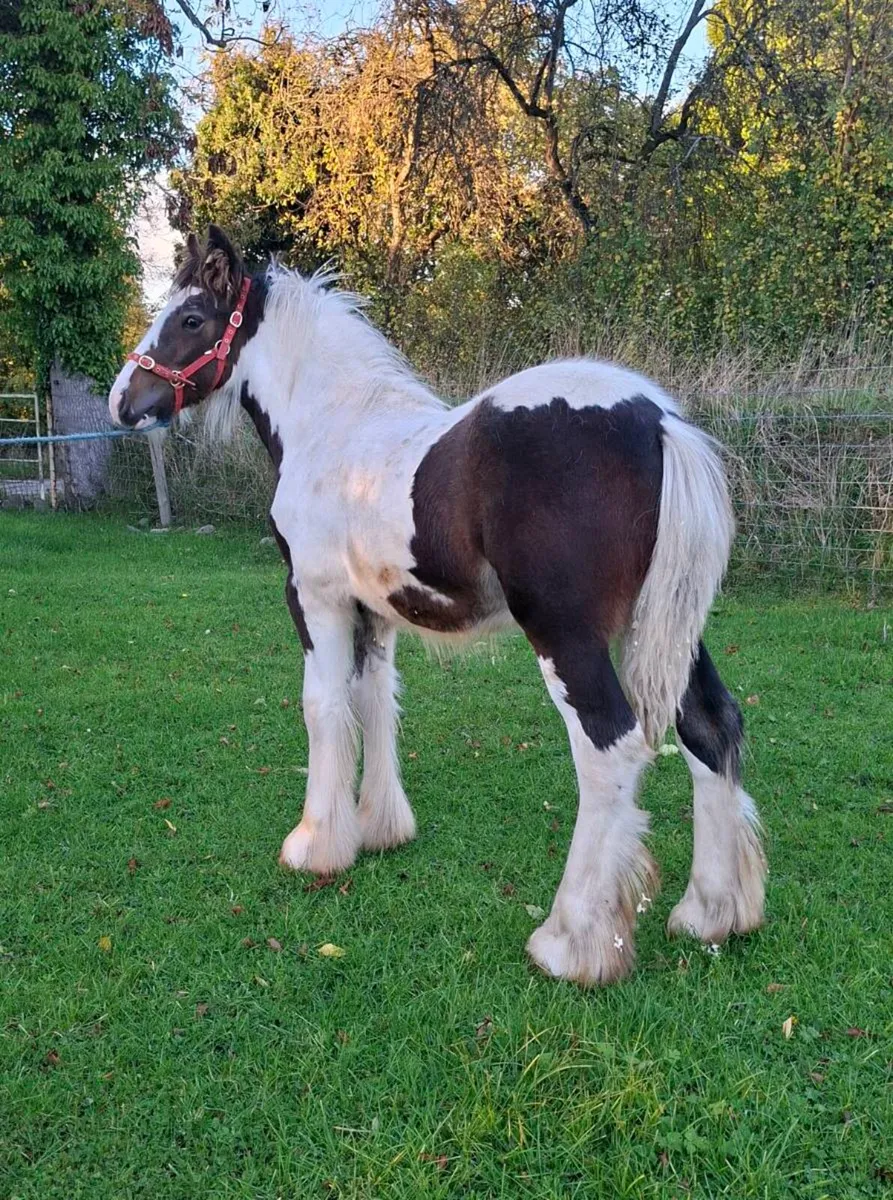 Cob Colt Foal - Image 2
