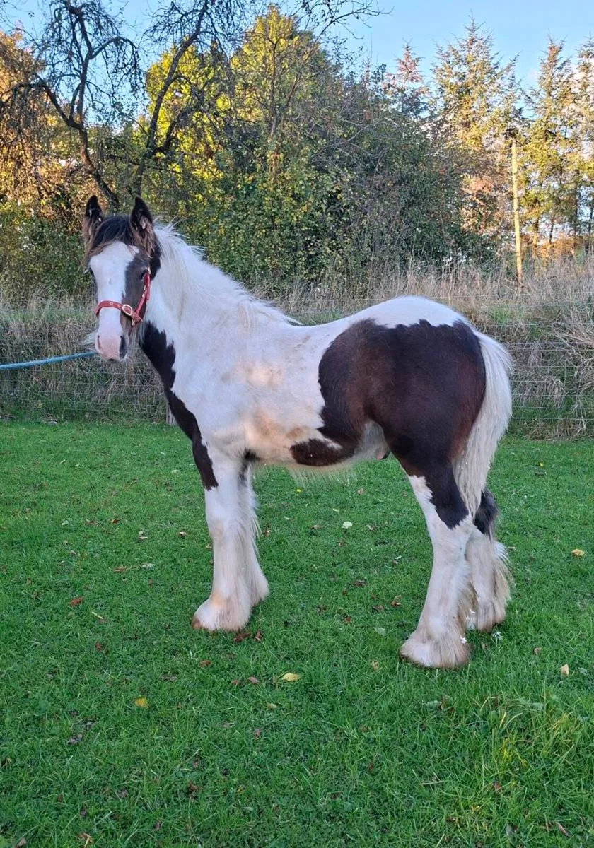 Cob Colt Foal - Image 3