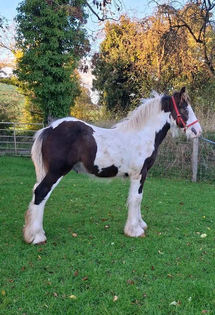 Cob Colt Foal - Image 4