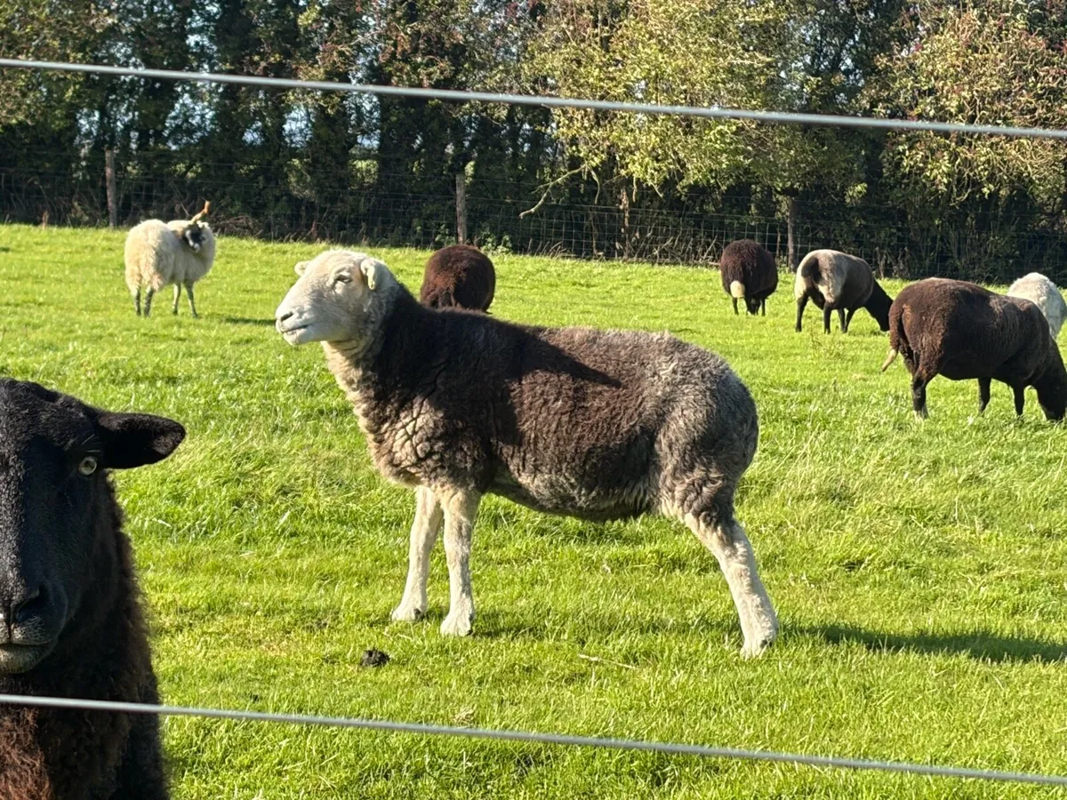 Zwartbles ewe X lambs - Image 1