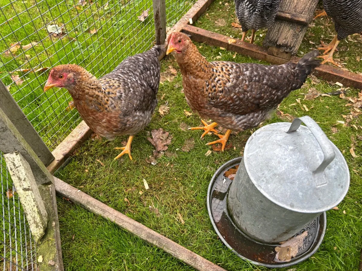 Pullets.    Bielfield