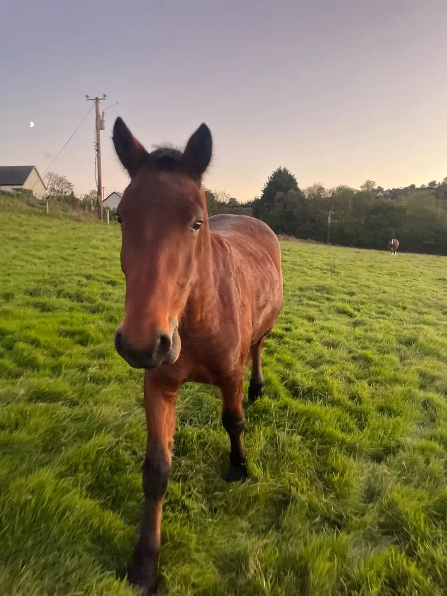 4yr old 14h Connemara