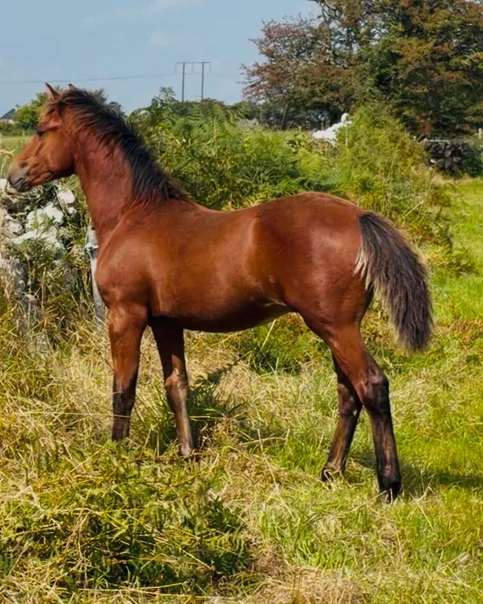 Connemara colt foal - Image 3