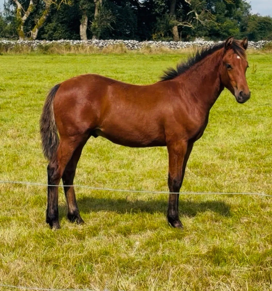 Connemara colt foal - Image 1