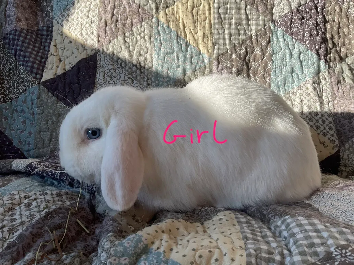 minature lop eared rabbits! - Image 2