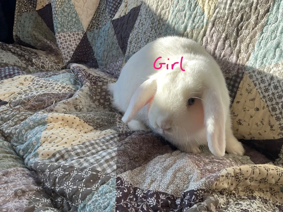 minature lop eared rabbits! - Image 3