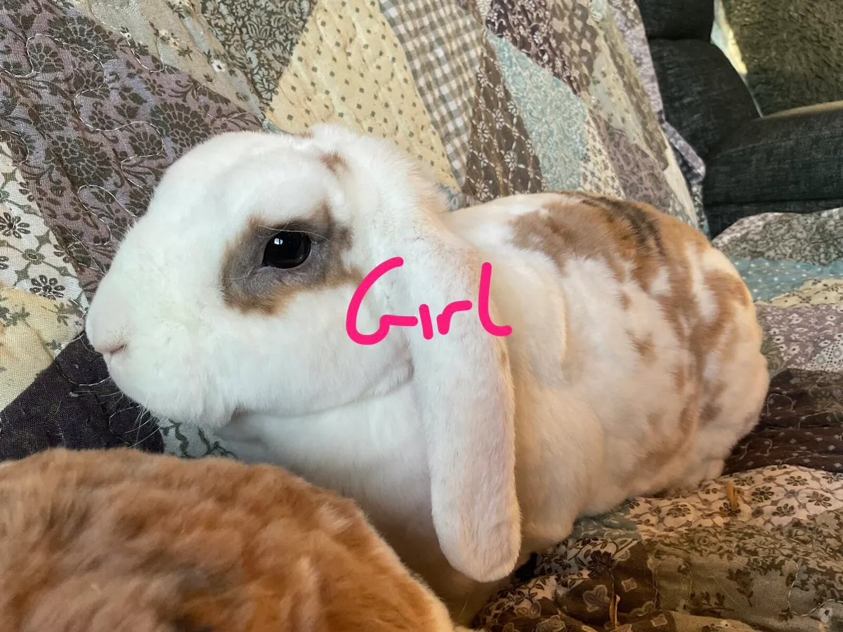 minature lop eared rabbits! - Image 4