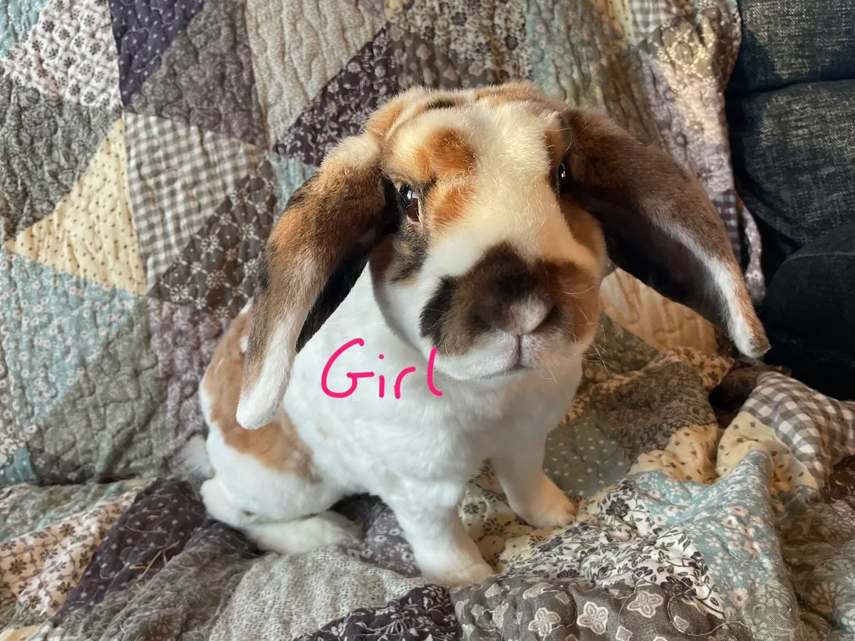minature lop eared rabbits! - Image 1