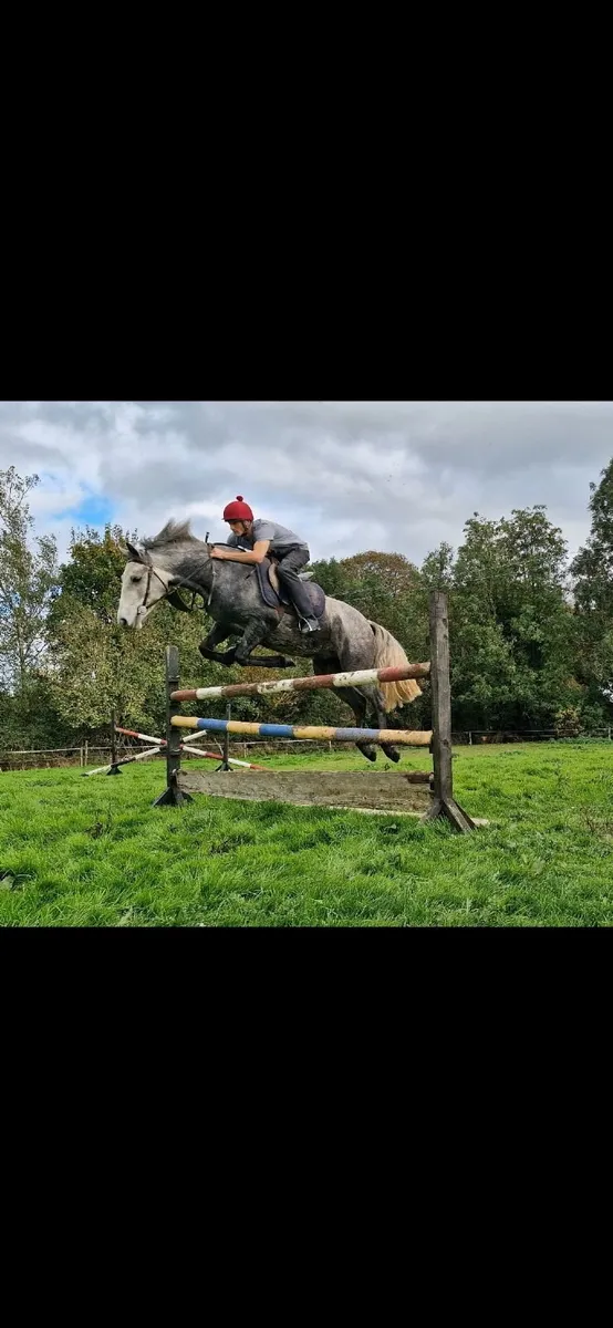Connemara Pony clifton lot 362 - Image 3