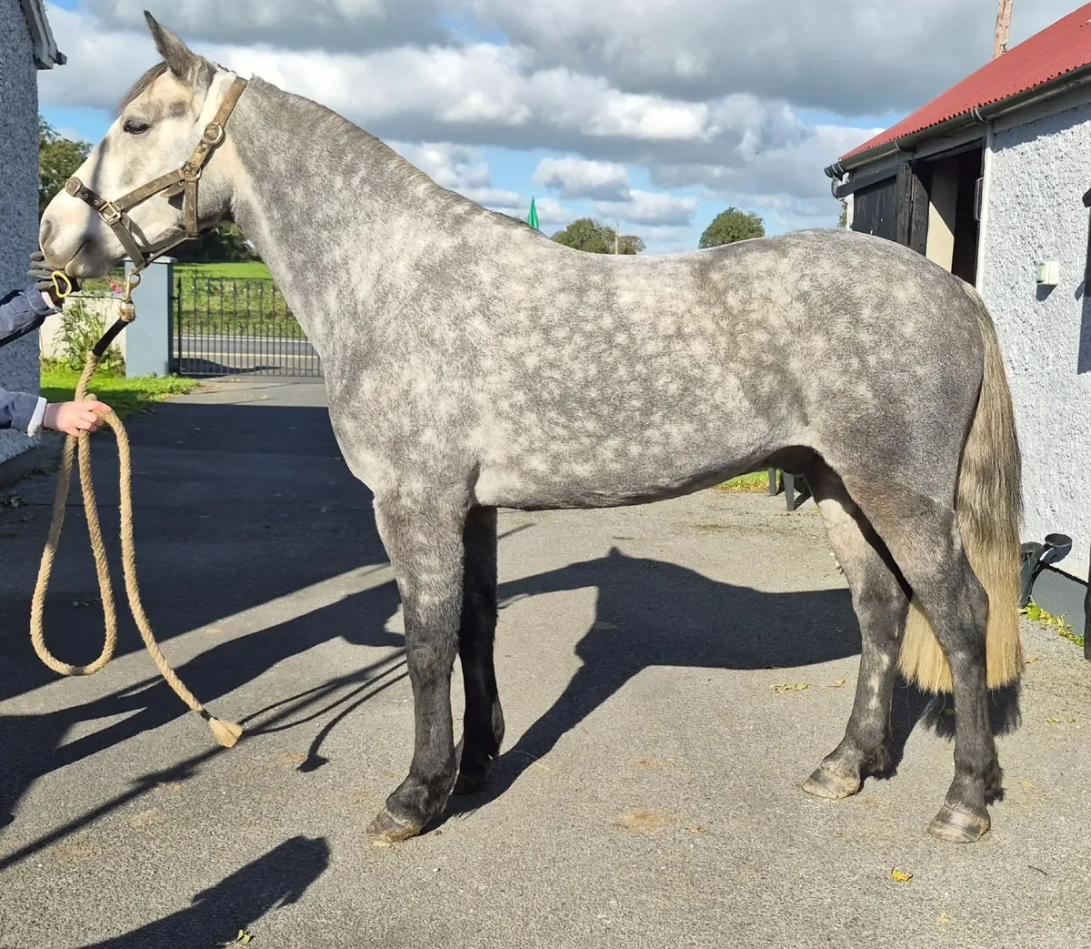 Connemara Pony clifton lot 362 - Image 2