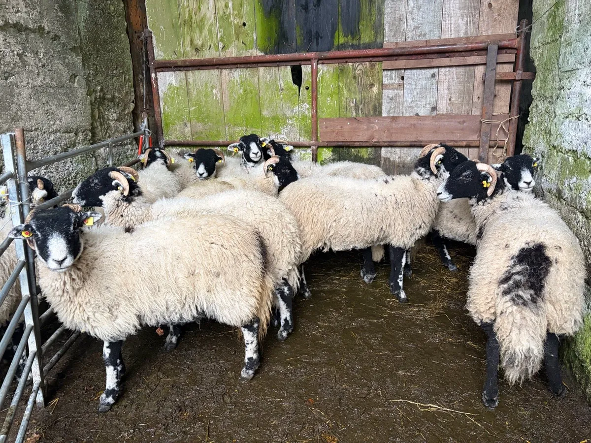 Swaledale Ewe Lambs - Image 4
