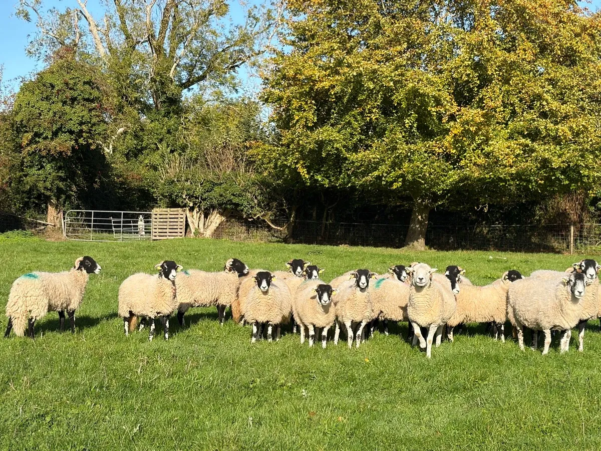 Swaledale Ewe Lambs - Image 2