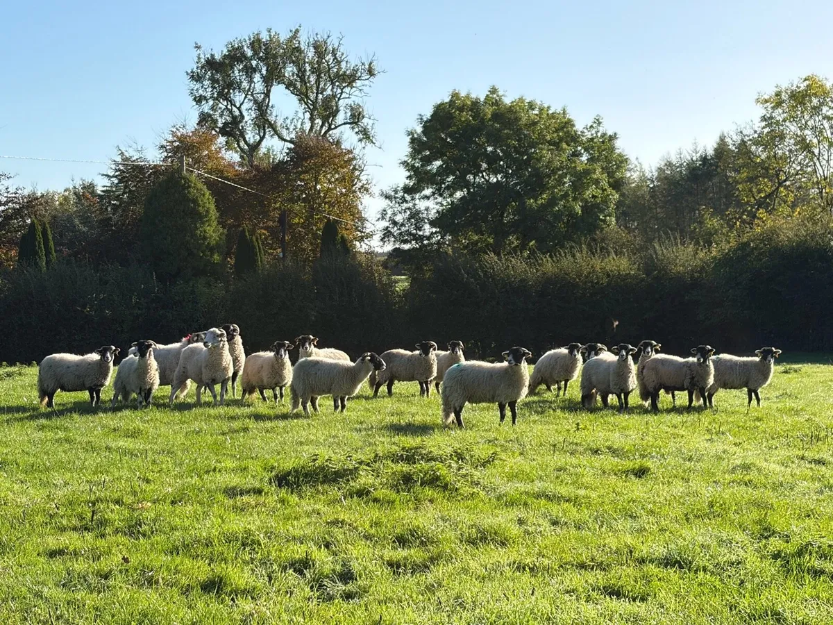 Swaledale Ewe Lambs - Image 3