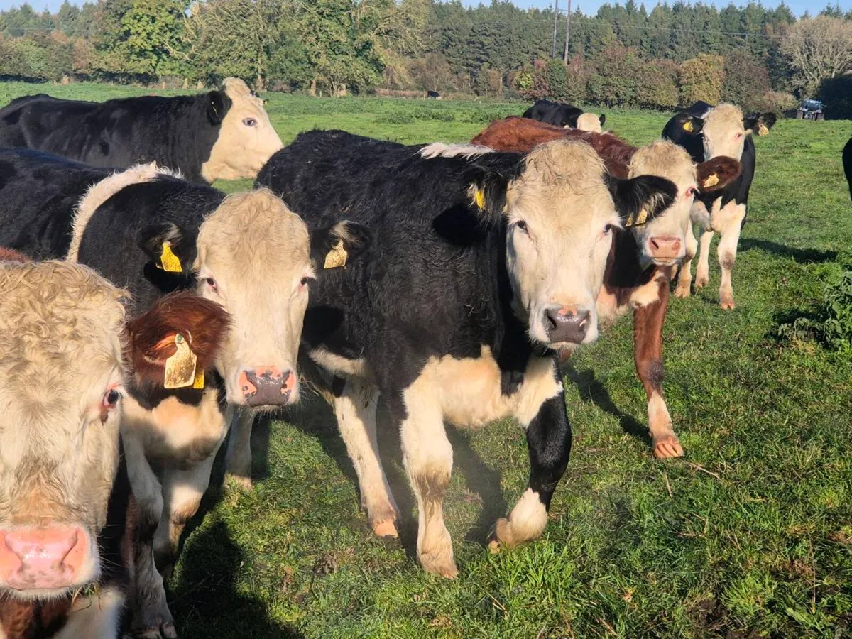 20 smashing Hereford bullocks for sale - Image 1
