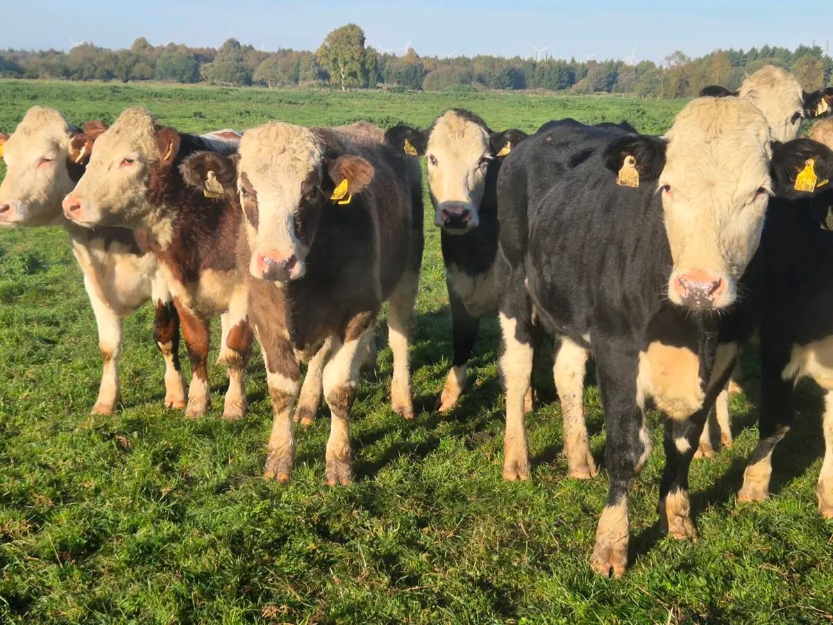 20 smashing Hereford bullocks for sale - Image 2