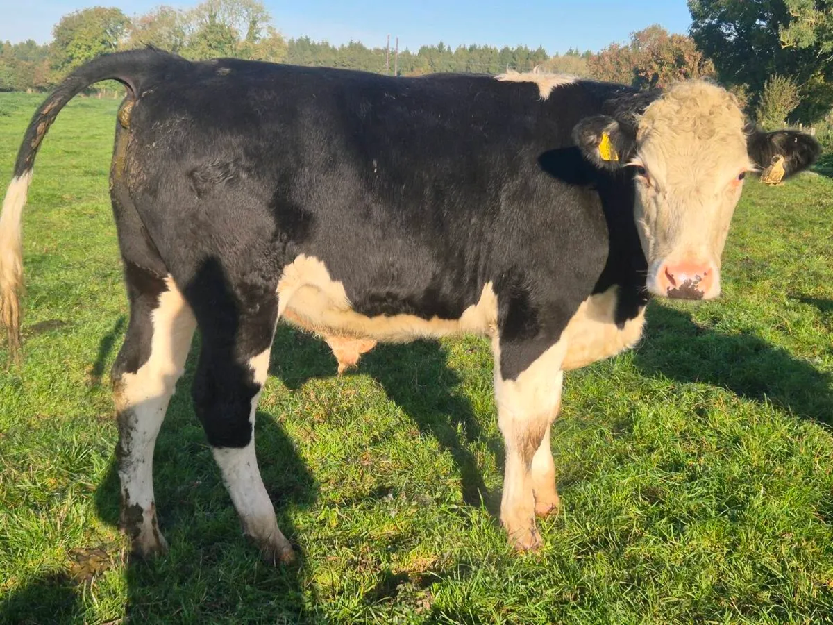 20 smashing Hereford bullocks for sale - Image 3